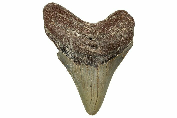 Fossil Megalodon Tooth - North Carolina #328266
